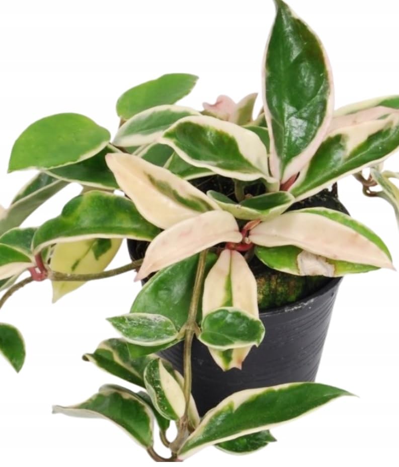Hoya carnosa albomarginata Krimson Queen Wax Plant Trailing Easy Care House Plant in 10 cm Pot