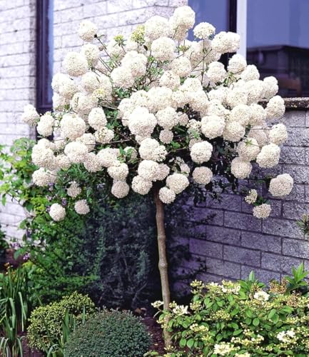 BALDUR Garten 1x Schneeball-Stämmchen, Pflanze im 2 Liter-Topf, Viburnum, winterhart, mehrjährig, bienenfreundlich, pflegeleicht, blühend, duftend, Ziergehölz, Zierstämmchen