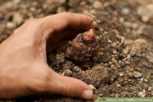 Szdysd 5 Taro Bulbs: Green Elephant Ear Plants. Colocasia Esculenta thumb #3