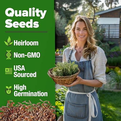 HOME GROWN Non GMO Rosemary Seeds Pack - 150 High Germinating Heirloom Herb Seeds for Planting in Indoor or Outdoor Herb Gardens (Salvia rosmarinus) - Image 3