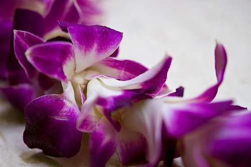 Aloha Island Lei Fresh Hawaiian Orchid Flower Lei, Single Strand #TOP1