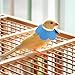 TOYANDONA 2pcs Parrot Neck Collar Protective Cone for Birds Lightweight Design for Parrots Budgerigars and Lovebirds Easy Application and Comfortable Wear Neck Protector