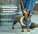 My Family – Medaglietta per Cane e e Gatto – Collezione Friends – Alano Blu, extra groß, Harz, Zirkonia
