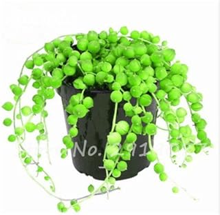 Seeds 50pcs Pearl chlorophytum semi Hanging Like Flower vase chlorophytum Apartment Purification of The air House Succulent Garden 10: Only Seeds