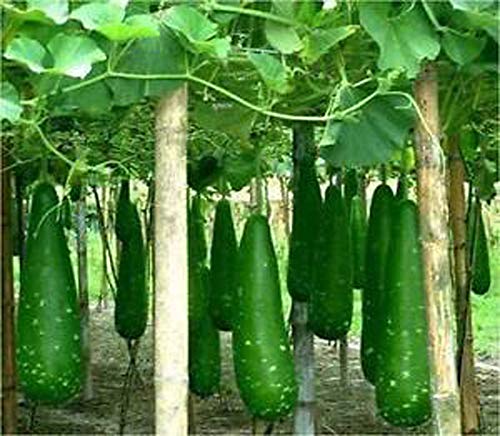 Seeds Point Hybrid Rare ' Bottle Gourd Lauki Lau Clabash ' Vegetable Seeds (25 Seeds Pack)