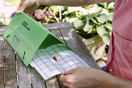 Substral Naturen Pflaumenmaden-Falle Nachrüst-Set, 2 Pheromon-Dispenser + 2 Leimböden - zum Abfangen der Pflaumenwicklermännchen