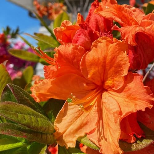 Semi di rododendro - giardino di Rododendro - semi esotici decorazione da giardino per esterni rare regali per gli amanti del giardino giardino di arbusti prodotti 100pcs