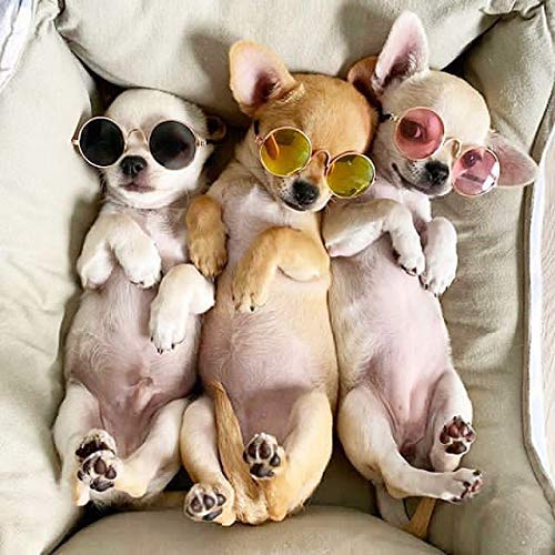 Pets Can See Colors Round Pet Sunglasses Small Dogs Cats Retro Party Favors Set Cute Funny Cosplay Toys Costume Photos… - Image 6