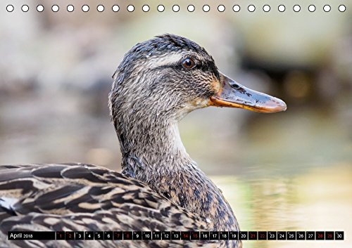 Großstadt-Oase Gartenteich (Tischkalender 2018 DIN A5 quer): Die Stille trügt (Monatskalender, 14 Seiten ) (CALVENDO Tiere) [Kalender] [Apr 14, 2017] Wibke Hildebrandt, Anne