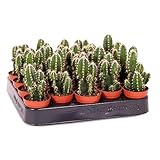 Mini Cactus Cereus Peruvianus Florida Planta Natural en Maceta de 5cm