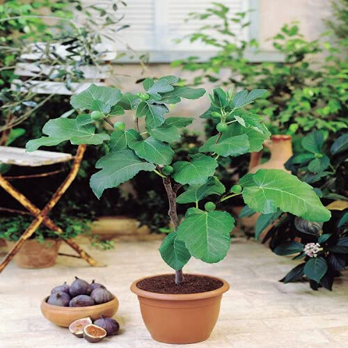 Royal Paradise Garden Semi-Dwarf Fig tree Jerusalem Ficus carica Indoor Outdoor Very Hard Seeds (B094FMGK89) Amazon Price History, Amazon Price Tracker