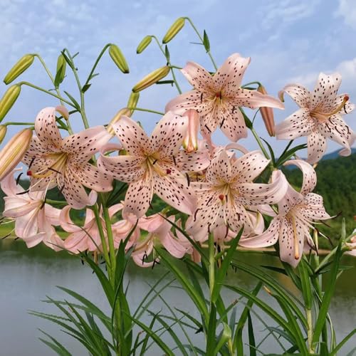 bulbi di gigli resistenti perenni, giardino decorazione esterno 3pcs