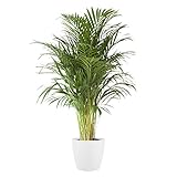 zimmerpflanze palme braune spitzen Groß und grün, aber nicht zu wuchtig. Eine stilvolle Pflanze.