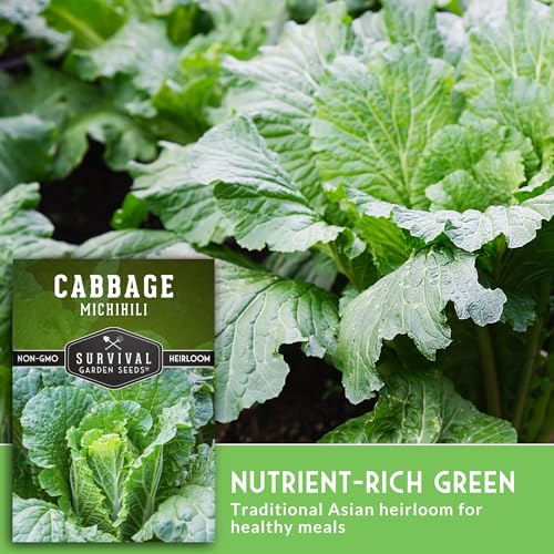 Napa Cabbage Seeds for Planting - Survival Garden Seeds (3 Packs) - Image 5