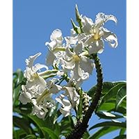 Amazon.co.jp: 【種子】Pachypodium brevicaule ssp. Leucoxanthum Amazon.co.jp: 【種子】Pachypodium brevicaule ssp. Leucoxanthum