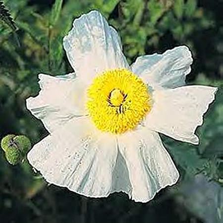 Coulter's Matilija poppy (Romneya coulteri)