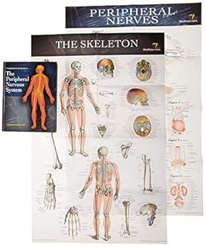 Hardcover A Comprehensive Introduction to the Peripheral Nervous System Book