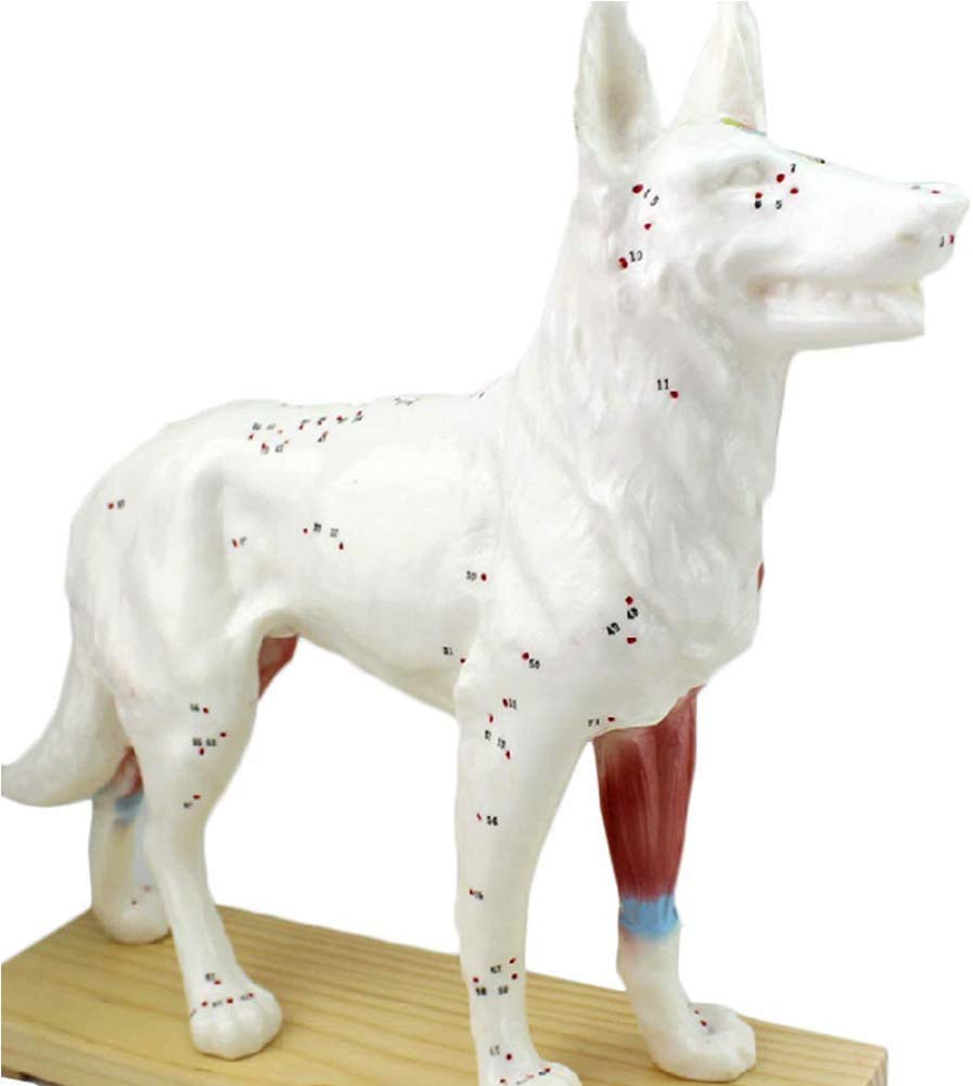 Buy Dog Anatomical Model Dog Body Acupuncture Animal Anatomy Acupoint