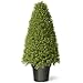 National Tree 36 Inch Boxwood Tree in Green Pot (LBX4-36)