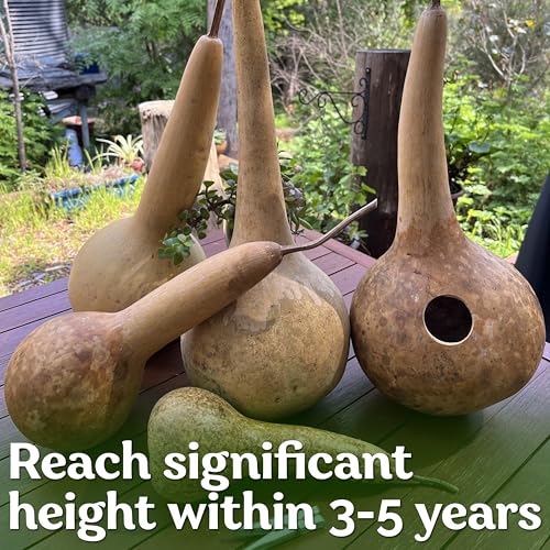 image for KVITER 10 Dipper Gourd Seeds (Lagenaria Siceraria) – Long Handle Dip