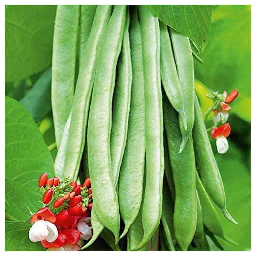 Suttons Bean (Runner) Seeds - Stringless - Super Tri Mix, Vegetable Seed, Approx. 40 Seeds per Pack, Grow Your own, Ideal for Beds and Borders