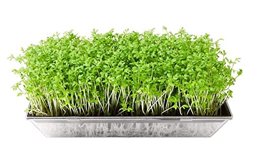 See full amazon price history chart for Raunak Seeds Microgreens Parsley Triple Curled Leaf 100 Seed Pack Raunak Seeds Microgreens Parsley Triple Curled Leaf 100 Seed Pack (B071D9PC3S) Amazon Price History, Amazon Price Tracker