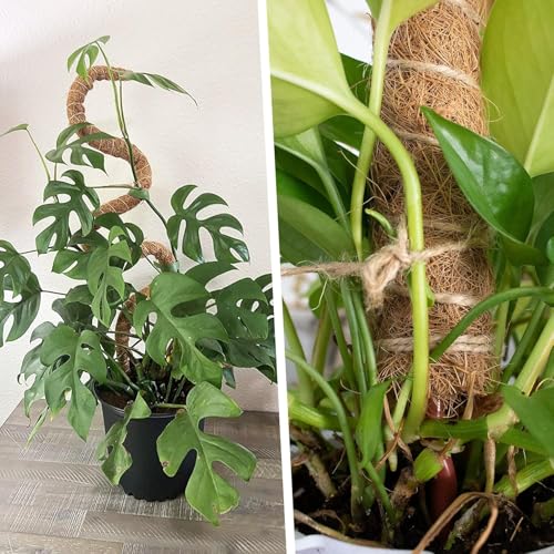Image of Garden Art 90cm Tall Bendable Moss Stick /Coir Pole for Plants Monstera, Coco Coir Moss Poles for Climbing Plants | Plant Support Extension to Grow Upwards GABCP-90 (90 cm Pack of 1)