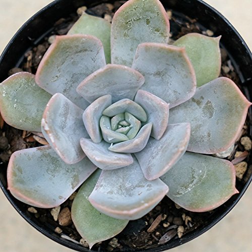 Amazon.co.jp: フィオナ 7.5cmポット 多肉植物 エケベリア Echeveria