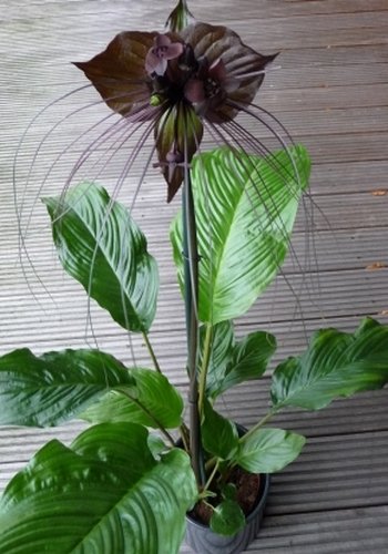 Tropica - fleur chauve-souris (Tacca chanterii) - 10 graines Cover
