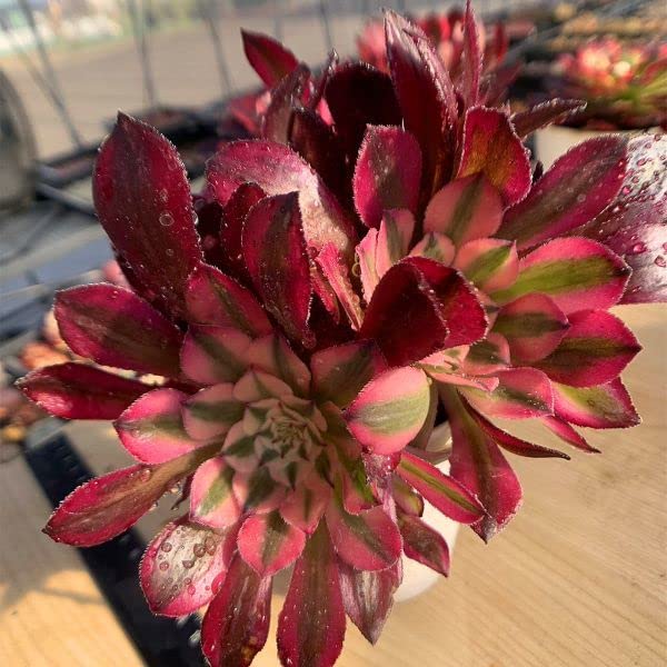 68#多肉植物アエオニウム錦❤️ガーネット白斑錦❤️1大頭13小頭29cm 鉢土付き Amazon.co.jp: 農園直売 多肉植物 寄せ植え アエオニウム属