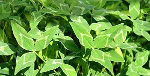 Yuchi Arrowleaf Clover Seed
