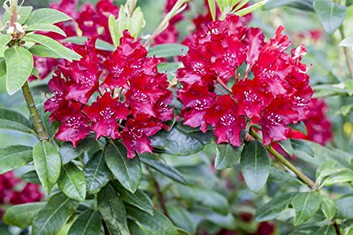 Rhododendron ‚Sammetglut‘ 30-40 cm Winterharter Zierstrauch für Garten und Kübel