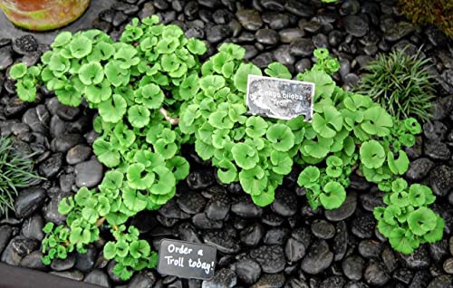 Ginkgo Biloba ‘Troll’ Dwarf Grafted Tree