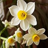 Package included :, 1 x 100Pcs Daffodil Seeds,
