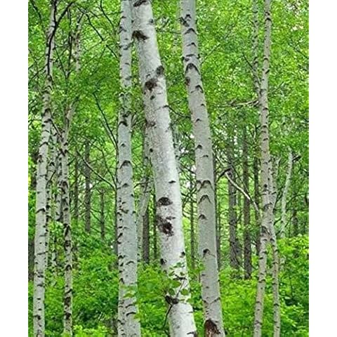 Silver Birch Trees - Betula pendula Cover