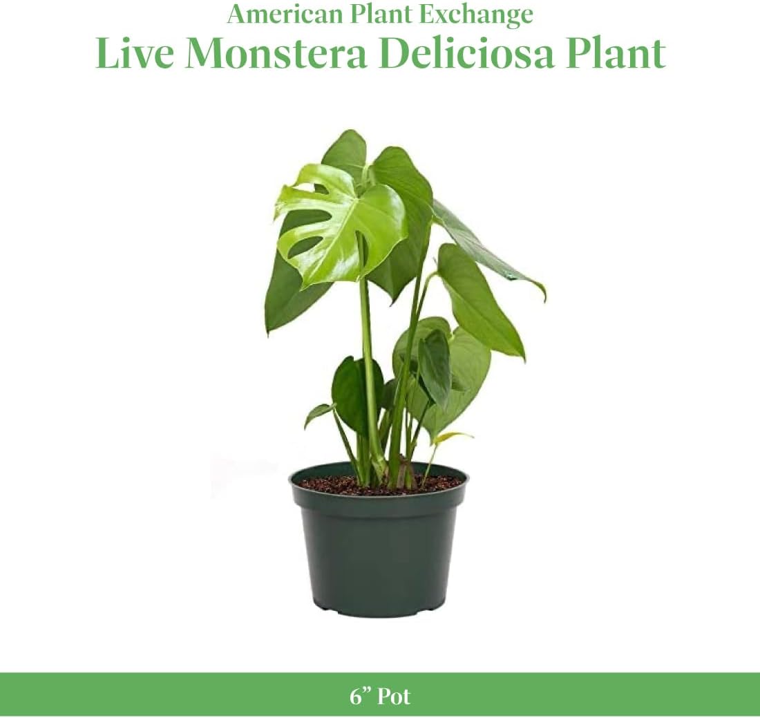 American Plant Exchange Monstera Deliciosa - Live 6-Inch Pot, Easy-Care Split Leaf Vine, Low-Maintenance Air Purifying Houseplant for Home, Office & Garden Décor
