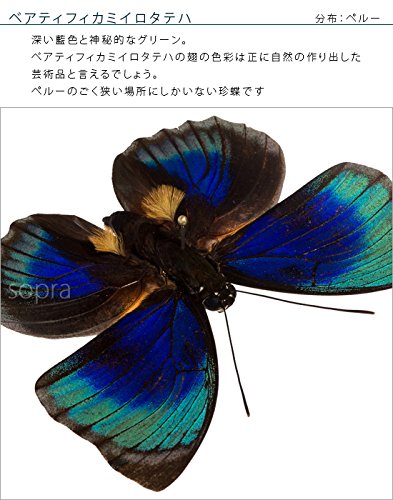 Amazon.co.jp: 蝶の標本 ベアティフィカミイロタテハ A.Beatifica