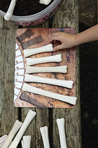 Yellow Door Dinosaur Bones Match & Measuring Cards #TOP7