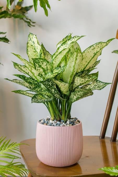 "Chinese Evergreen "Aglaonema Silver Bay Live Plant Beautiful Indoor Ornamental Plant, Low maintenance-image-41