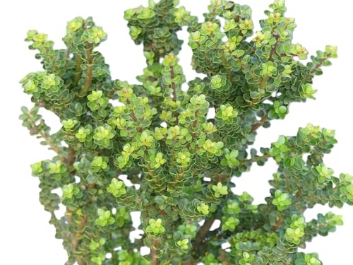 Lot de 5 houx nains Bonsaï – Ilex Crenata « Mariesii » Bergilex, 20-25 cm, à feuilles persistantes rustiques pour élevage en plein air
