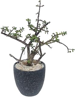 Jade tree with black terrazzo pot - pot size 20 cm for Office decoration & Kitchen accessories & Home decor - indoor plants natural - natural cactus plants & succulents plants