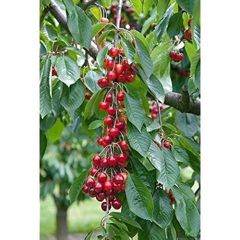 Obstbaum Kirsche Kirschbaum Busch Form rot Büttners rote Knorpelkirsche Süßkirsche 120-160 cm Cover