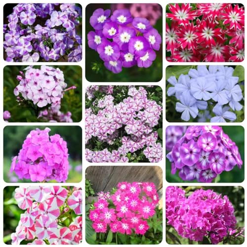 Acquista 20 semi di phlox - piccolo per donne, Phlox drummondii, di ringraziamento giardino interno insoliti fiori da giardino perenne resistente balcone fiorito