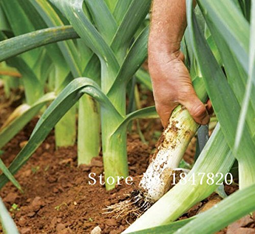 Lungo Viola Melanzana, nutrienti e deliziosi, półortaggi, -50 cząstek