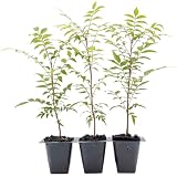 3 Chinese Pistache Tree Saplings (Pistacia chinensis) | Deciduous Ornamental Shade Tree with Fall Color & Upright Growth | 2.5” Nursery Cubes, Ready-to-Plant Live Starter Plants