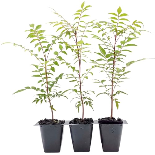 3 Dormant Chinese Pistache Tree Saplings (Pistacia chinensis) | Deciduous