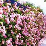 GARANTIE - Nous savons que vous adorerez vos graines de jardin de survie, mais si pour une raison quelconque vous ne l'aimez pas, veuillez nous contacter.