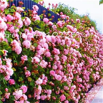 Graines de fleurs de rosier grimpant fraîches à planter Rose Fresh paquet de 100 graines