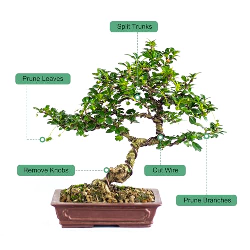 M METERXITY Herramienta Bonsai Divisor de Troncos 8.3 in miniatura 4