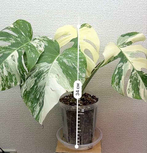 モンステラ ホワイトタイガー」の人気商品一覧 | 安い商品を通販サイト 